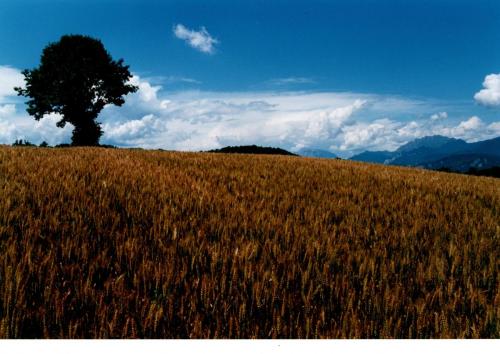 Campi di grano e montagne lecchesi sullo sfondo